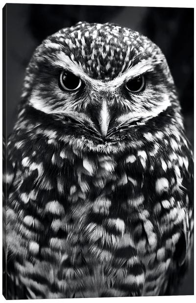 Owl Canvas Art Print - Nikita Abakumov