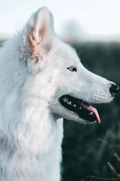 Siberian Huskies: Snow Dog by Nikita Abakumov