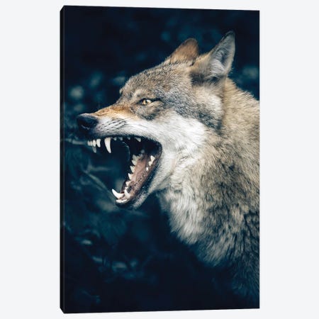 Wolf Roar Canvas Print #AKM302} by Nikita Abakumov Canvas Print