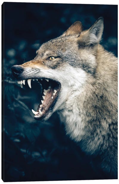 Wolf Roar Canvas Art Print - Nikita Abakumov