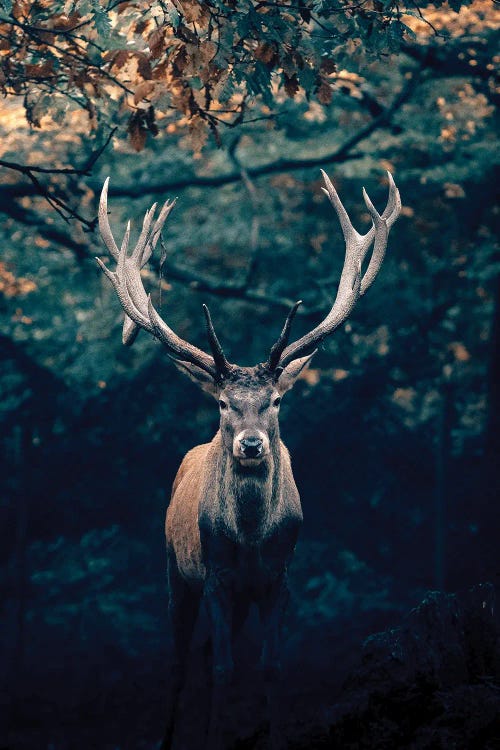 Deer