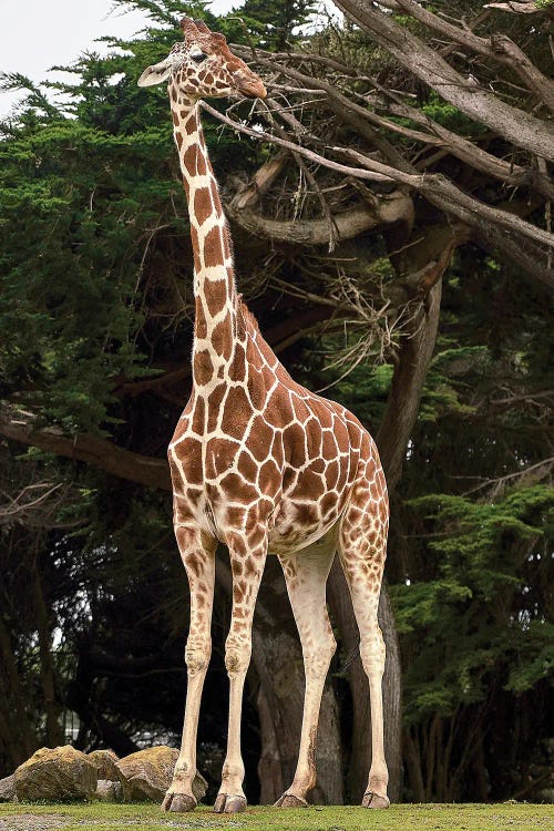 Giraffe I