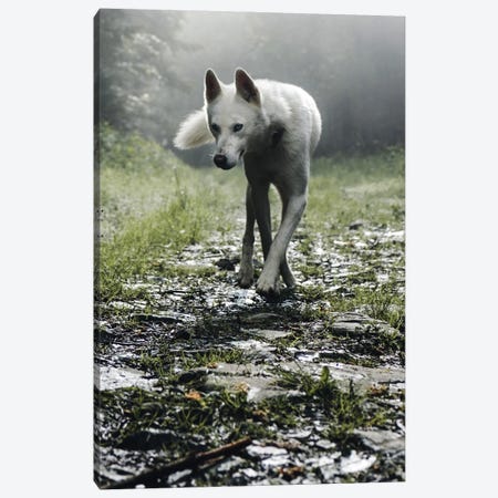 White Dog Canvas Print #AKM309} by Nikita Abakumov Canvas Art Print