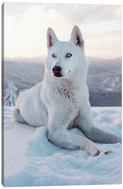 Snow Dog I Canvas Art Print - Siberian Husky Art