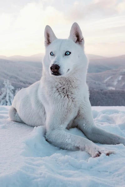 Siberian Huskies: Snow Dog I by Nikita Abakumov