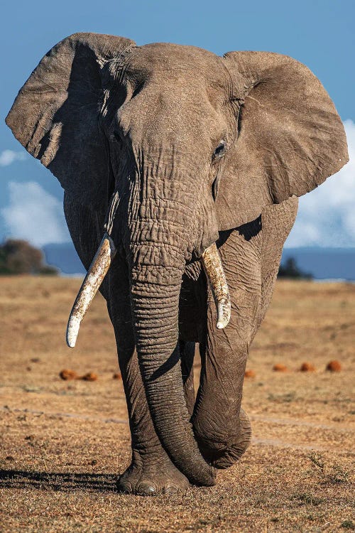 Elephant