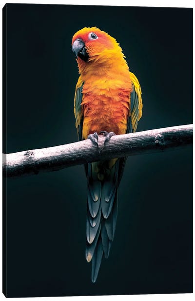 Parrot Canvas Art Print - Nikita Abakumov
