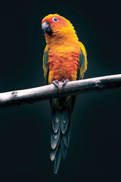 Parrots: Parrot by Nikita Abakumov