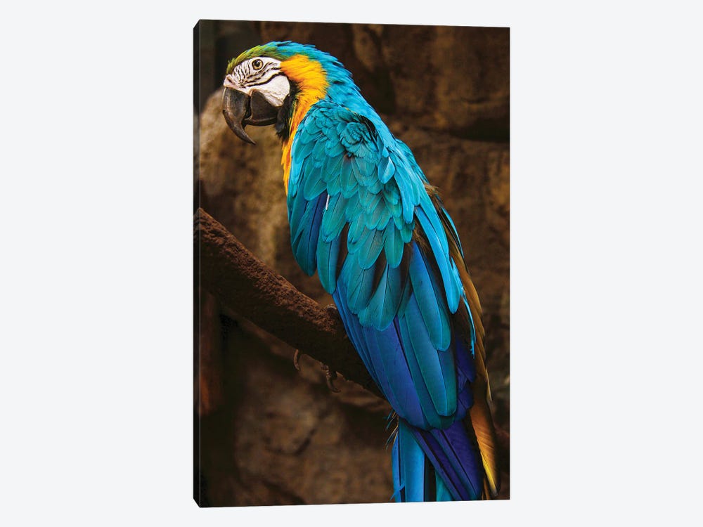Parrot Blue by Nikita Abakumov 1-piece Canvas Wall Art