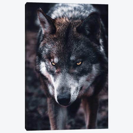 Wolf Hunts Canvas Print #AKM320} by Nikita Abakumov Art Print