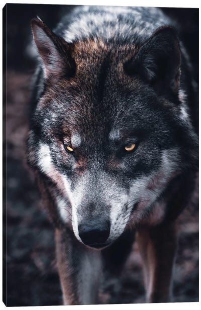 Wolf Hunts Canvas Art Print - Nikita Abakumov