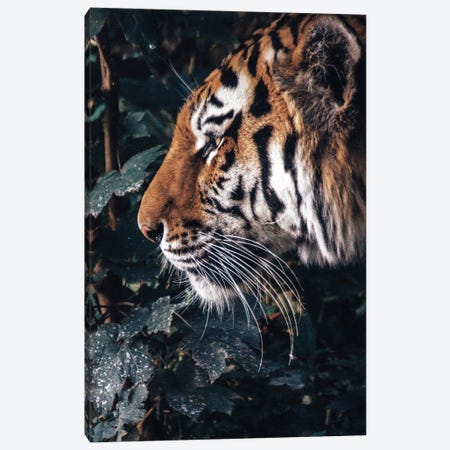 Tiger Profile Canvas Print #AKM322} by Nikita Abakumov Canvas Art Print