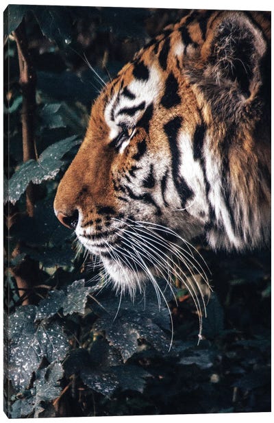 Tiger Profile Canvas Art Print - Nikita Abakumov