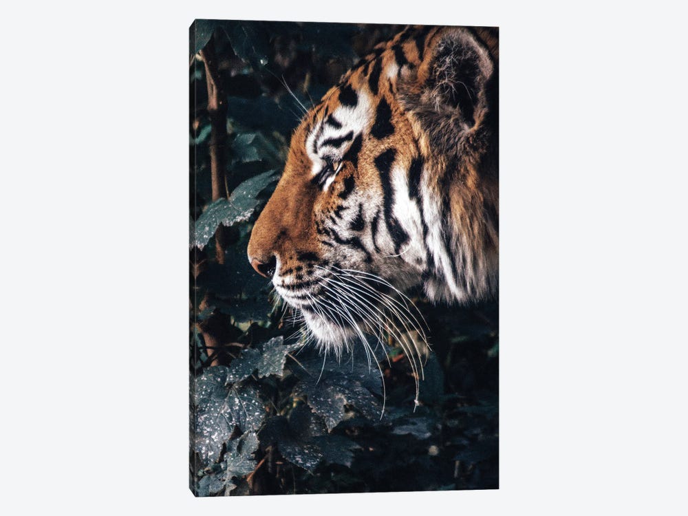 Tiger Profile by Nikita Abakumov 1-piece Canvas Art Print