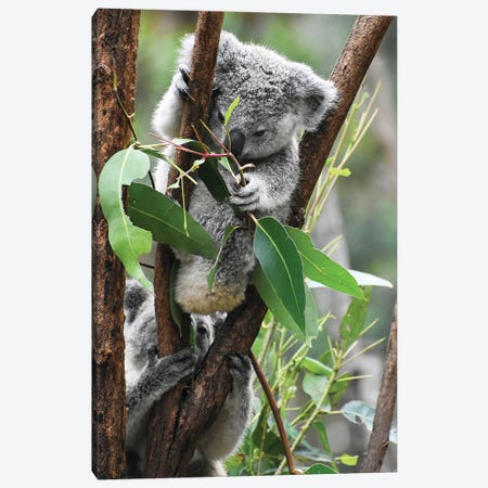 Koala Hanging Canvas Print #AKM323} by Nikita Abakumov Art Print