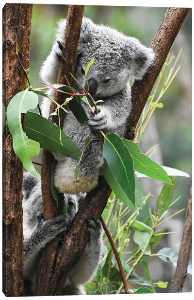 Koala Hanging Canvas Art Print - Koala Art