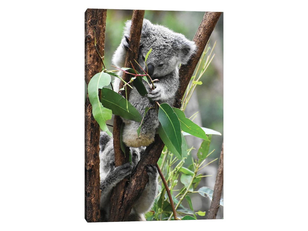 Kind Koala Canvas