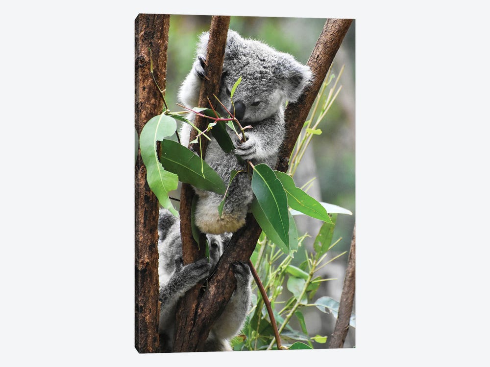 Koala Hanging by Nikita Abakumov 1-piece Canvas Wall Art
