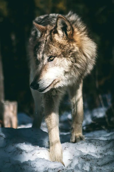 Wolf Looking by Nikita Abakumov canvas print