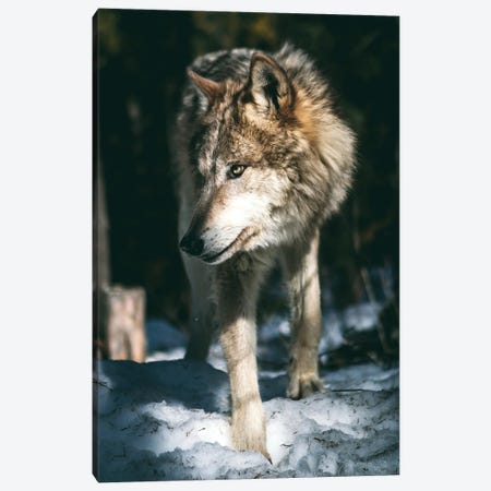 Wolf Looking Canvas Print #AKM326} by Nikita Abakumov Canvas Artwork