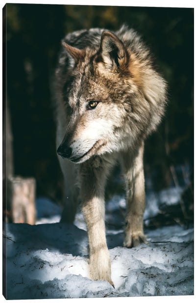 Wolf Looking Canvas Art Print - Nikita Abakumov
