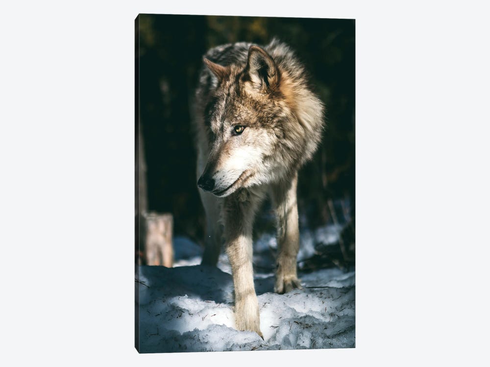 Wolf Looking by Nikita Abakumov 1-piece Canvas Print