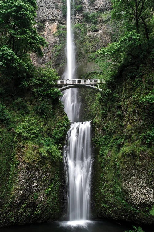 Nature V