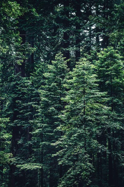 Pine Trees: Nature VI by Nikita Abakumov