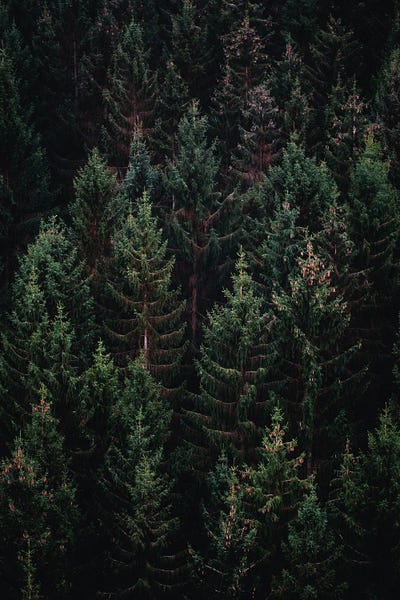 Pine Trees: Nature VII by Nikita Abakumov