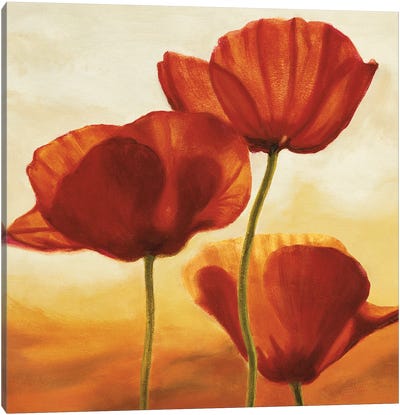 Poppies in Sunlight I Canvas Art Print