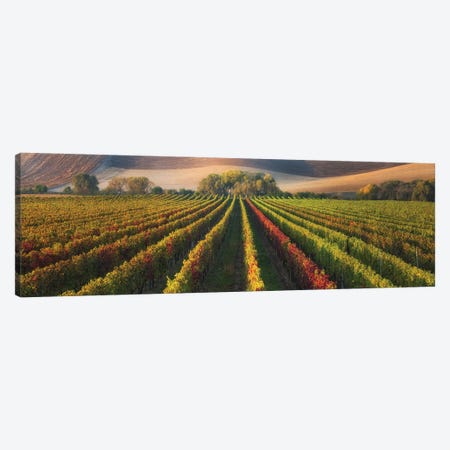 Vineyard In Autumn Canvas Print #AKO4} by Ales Komovec Canvas Art Print