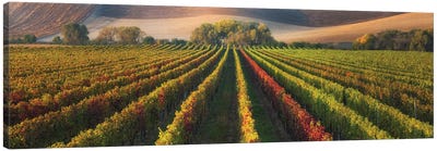 Vineyard In Autumn Canvas Art Print