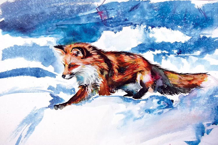 Red Fox In Snow