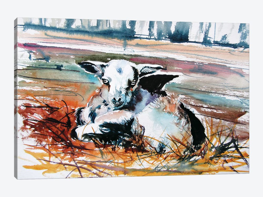 Baby Goat by Anna Brigitta Kovacs 1-piece Canvas Art Print