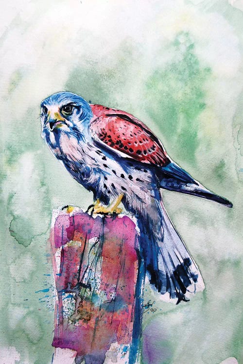 Kestrel by Anna Brigitta Kovacs wall art