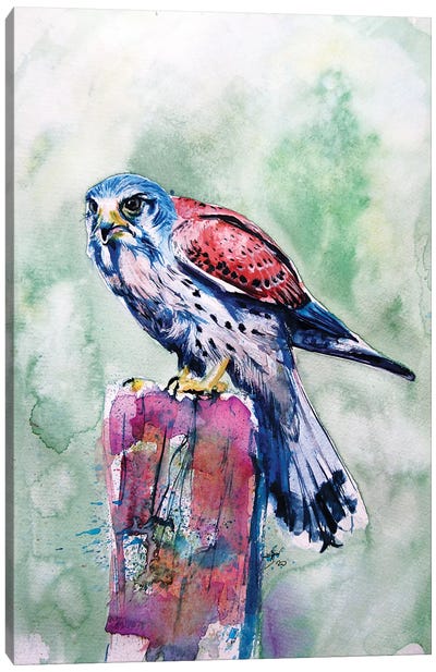 Kestrel Canvas Art Print - Falcon Art