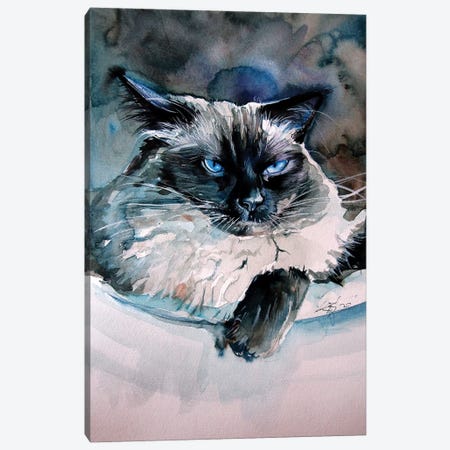 Angry Himalayan Cat Canvas Print #AKV154} by Anna Brigitta Kovacs Art Print