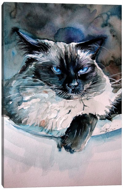 Angry Himalayan Cat Canvas Art Print - Anna Brigitta Kovacs