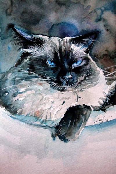 Anna Brigitta Kovacs: Angry Himalayan Cat by Anna Brigitta Kovacs