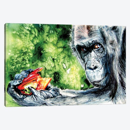 Eating Chimpanzee Canvas Print #AKV195} by Anna Brigitta Kovacs Canvas Art Print