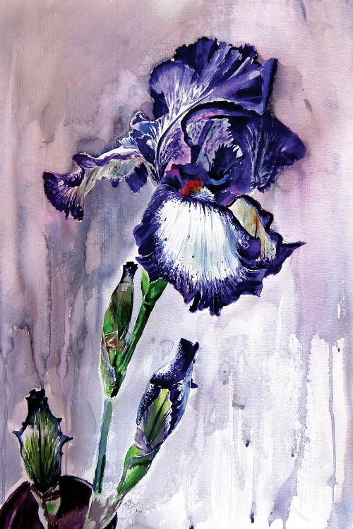 Purple Lily by Anna Brigitta Kovacs wall art