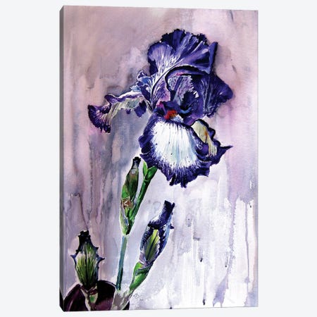 Purple Lily Canvas Print #AKV203} by Anna Brigitta Kovacs Canvas Artwork