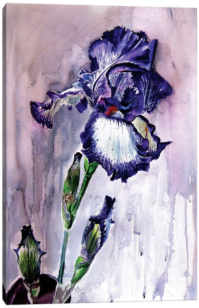 Purple Lily Canvas Art Print - Anna Brigitta Kovacs