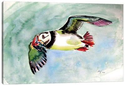 Flying Puffin Canvas Art Print - Puffin Art