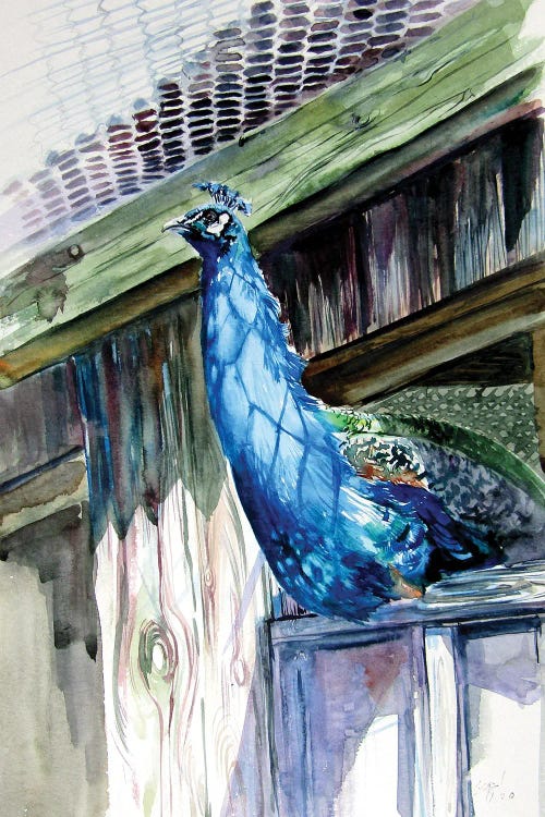 Peacock