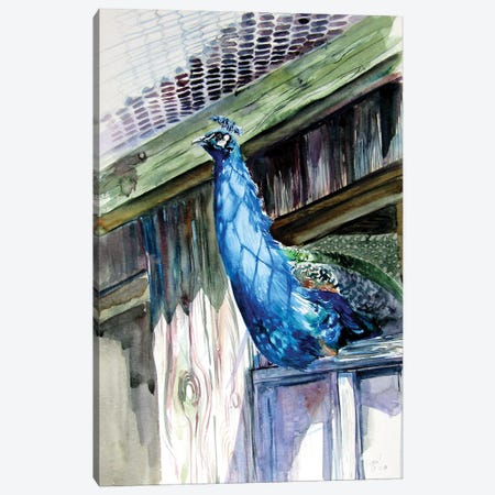 Peacock Canvas Print #AKV275} by Anna Brigitta Kovacs Canvas Wall Art