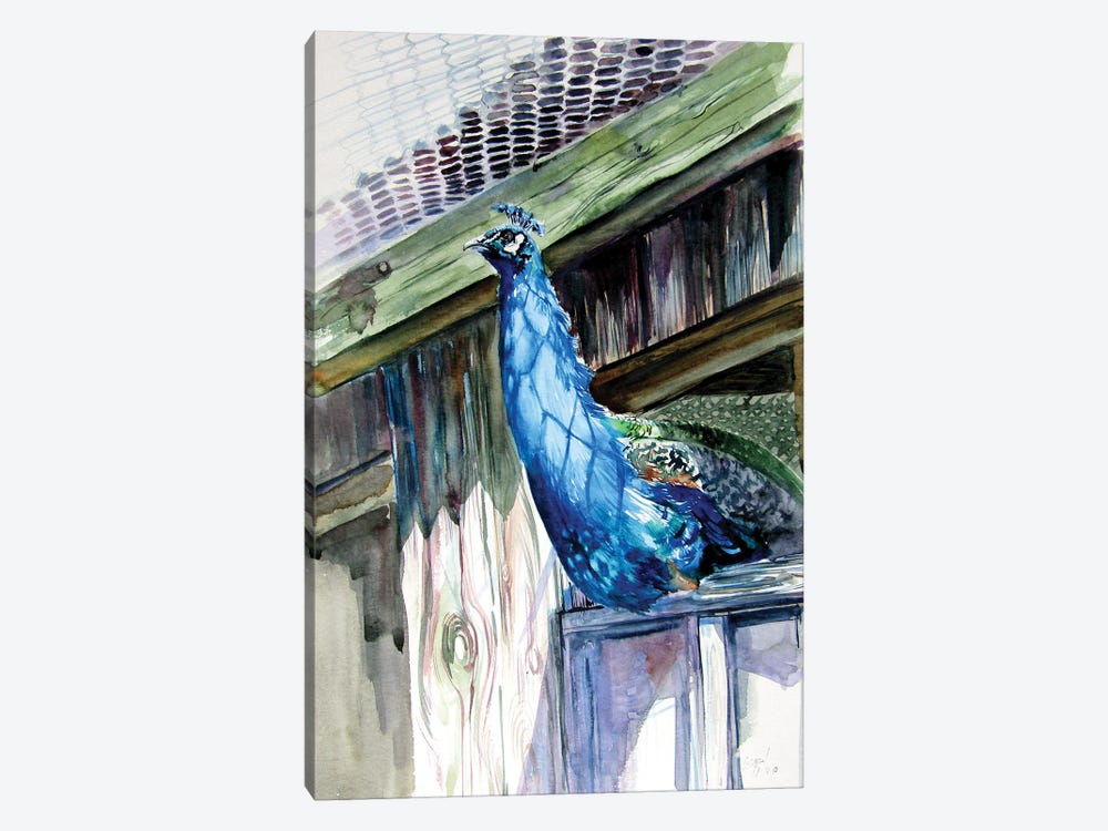 Peacock by Anna Brigitta Kovacs 1-piece Art Print