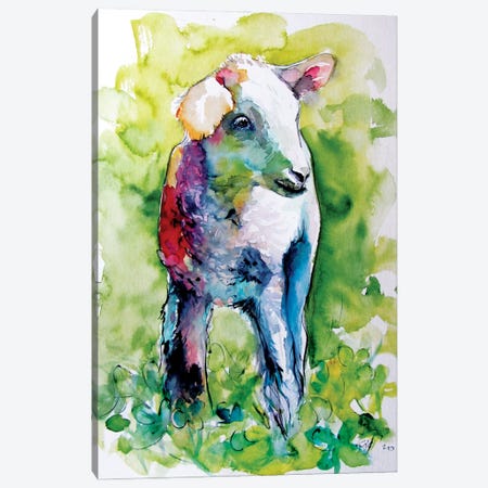 Cute Lamb Canvas Print #AKV290} by Anna Brigitta Kovacs Canvas Art Print