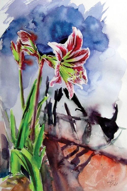 Amaryllis