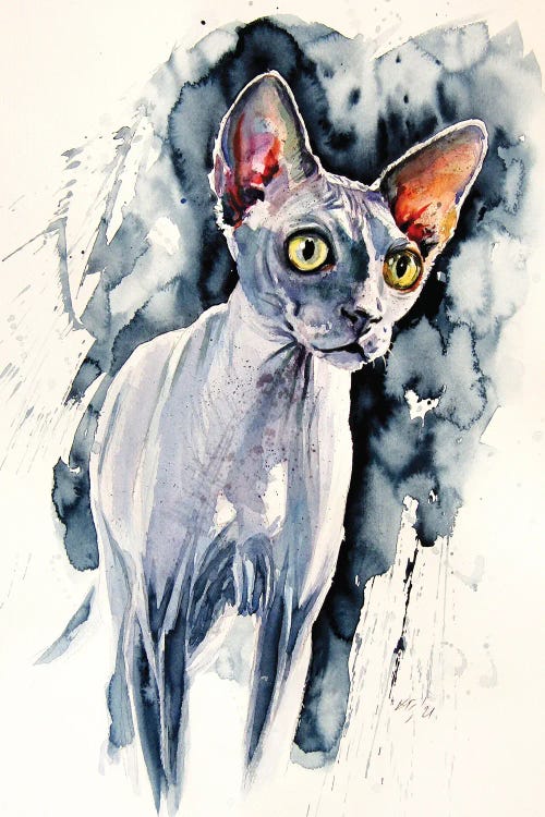 Sphynx Cat